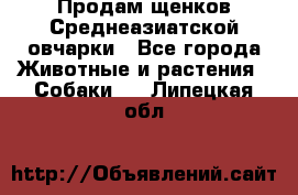 Продам щенков Среднеазиатской овчарки - Все города Животные и растения » Собаки   . Липецкая обл.